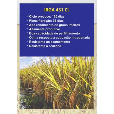 Semente IRGA 431CL